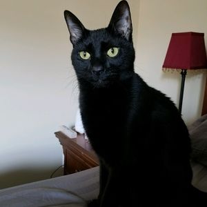 Meet your Posher, Angel